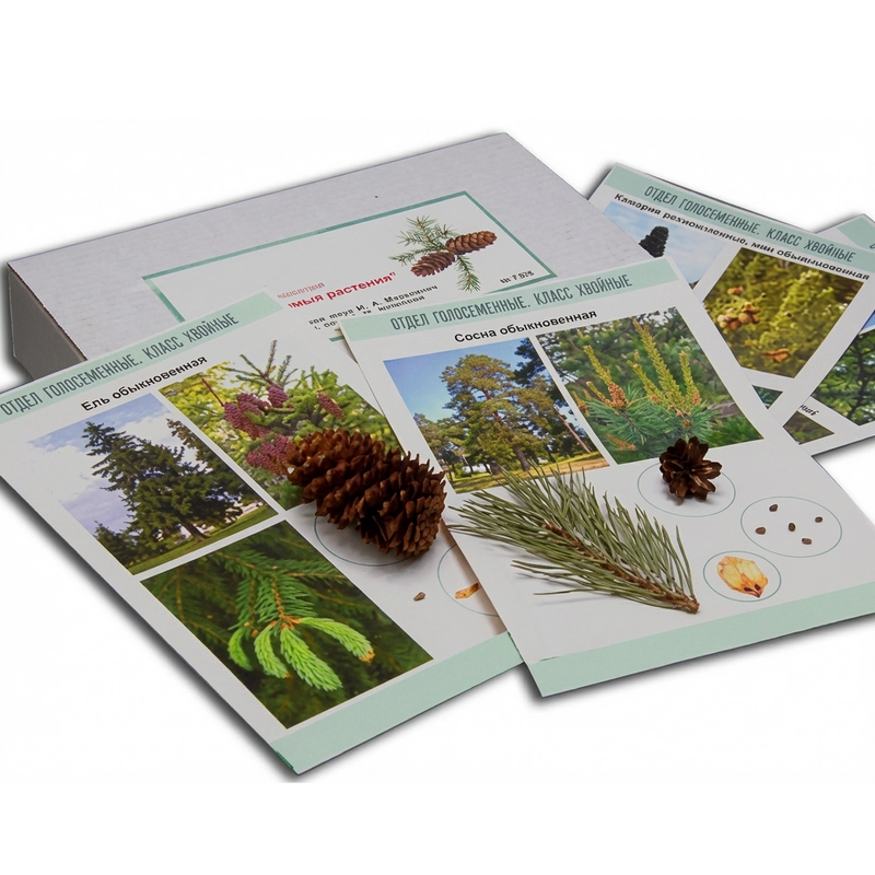 Коллекция образцов Голосеменные растения