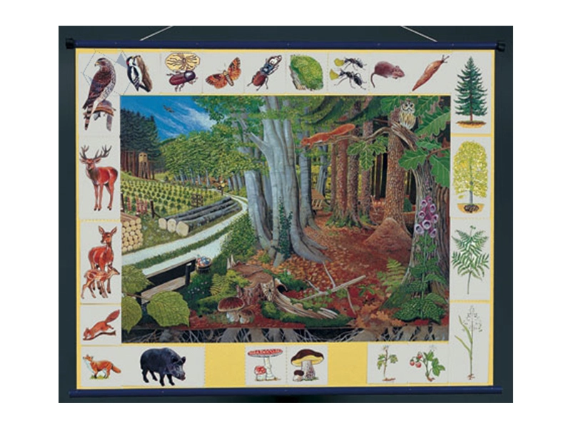 Плакат магнитный "Лесное сообщество" 100×80 см (рулон)