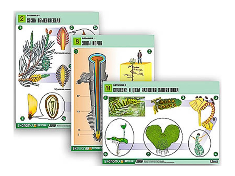 Комплект плакатов «Ботаника-1», формат A1
