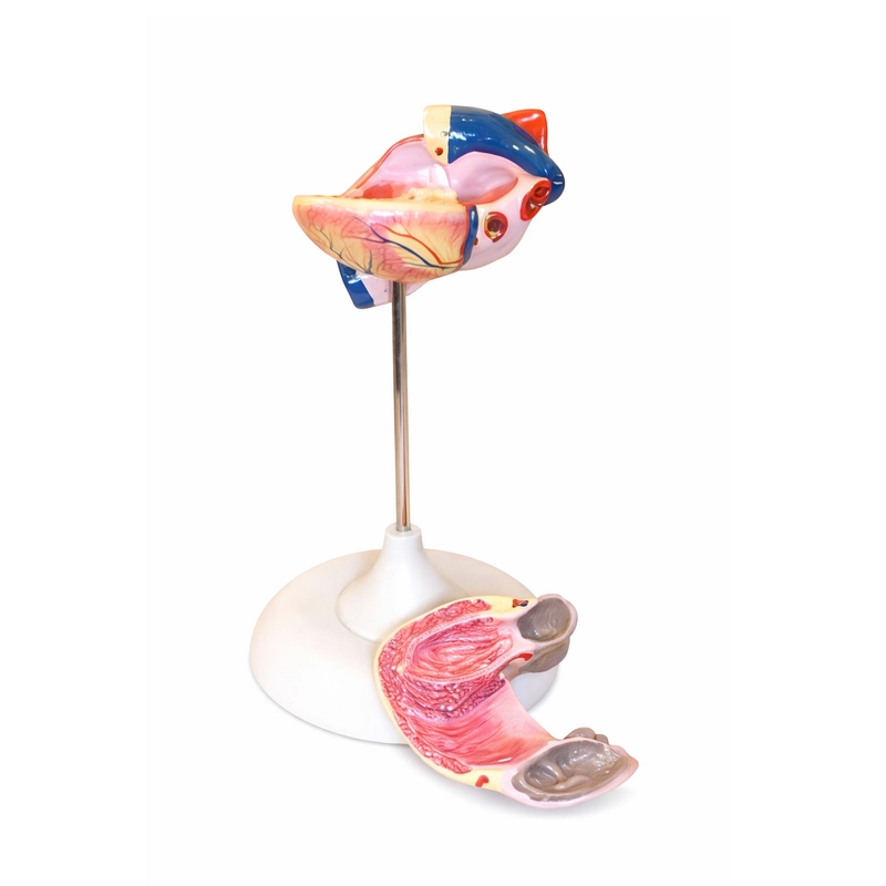 Анатомическая модель сердца, разборная