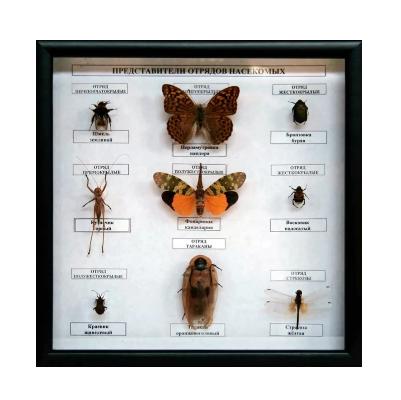 Коллекция насекомых на подставках — образцы четырёх отрядов