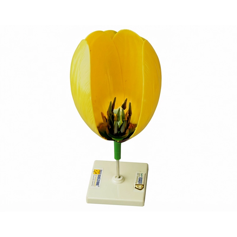Демонстрационная модель тюльпана для кабинета