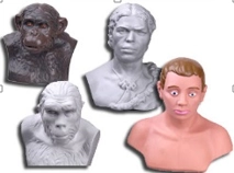 Набор моделей "Происхождение человека" — 8 учебных бюстов