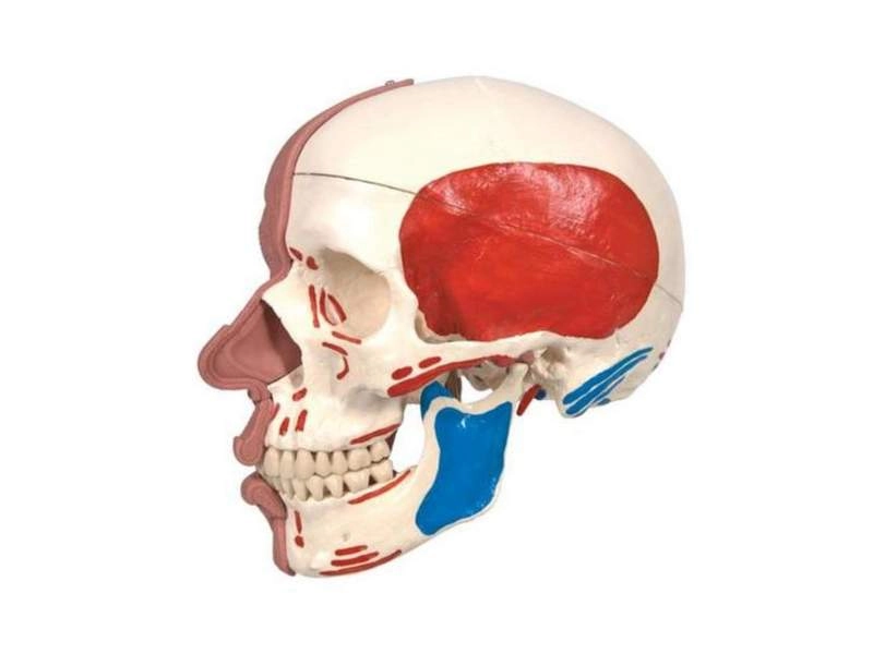 Модель черепа с лицевыми мышцами