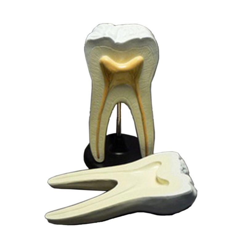 Анатомическая модель зуба ПРШ-Б163