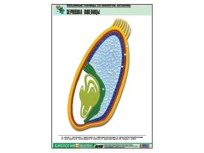 Таблица рельефная «Зерновка пшеницы», формат A1
