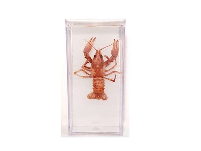 Речной рак — влажный препарат для школьного кабинета