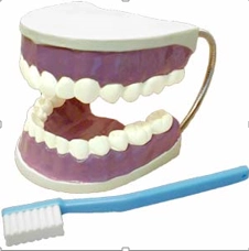 Демонстрационная модель челюстей (масштаб 5:1)