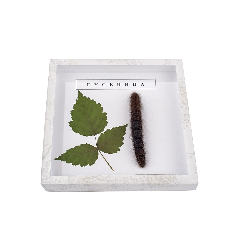 Коллекция гусеницы для уроков биологии