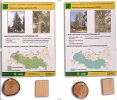 Демонстрационный набор: древесные растения ЭДГ-7744