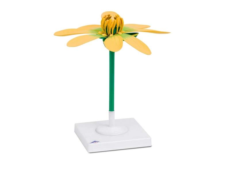 Модель цветка «Чистяк весенний» — увеличение 10×