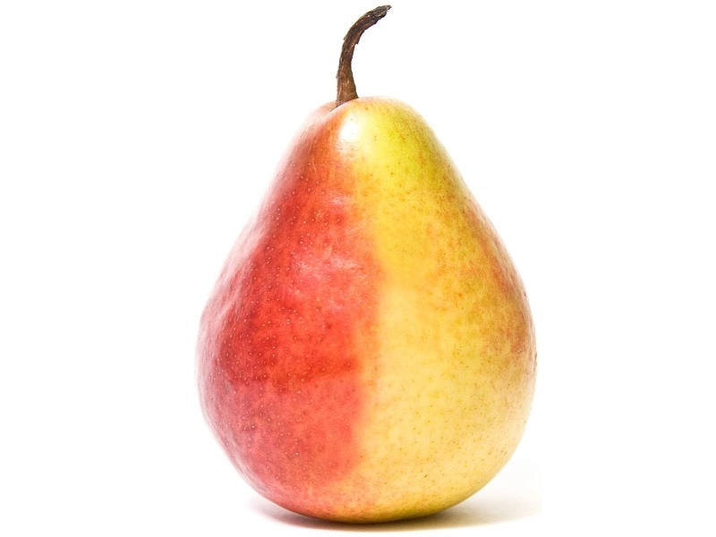 Учебный муляж "Груша Дюшес" натуралистичный