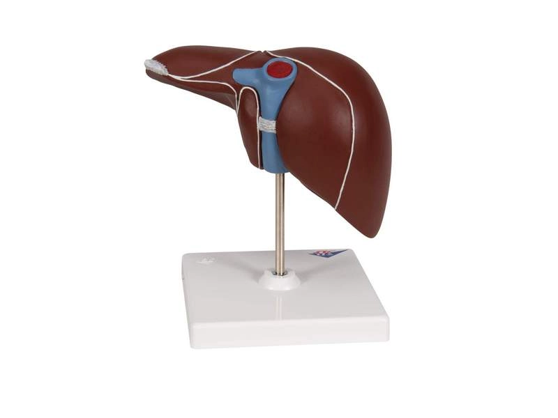 Печень с желчным пузырем