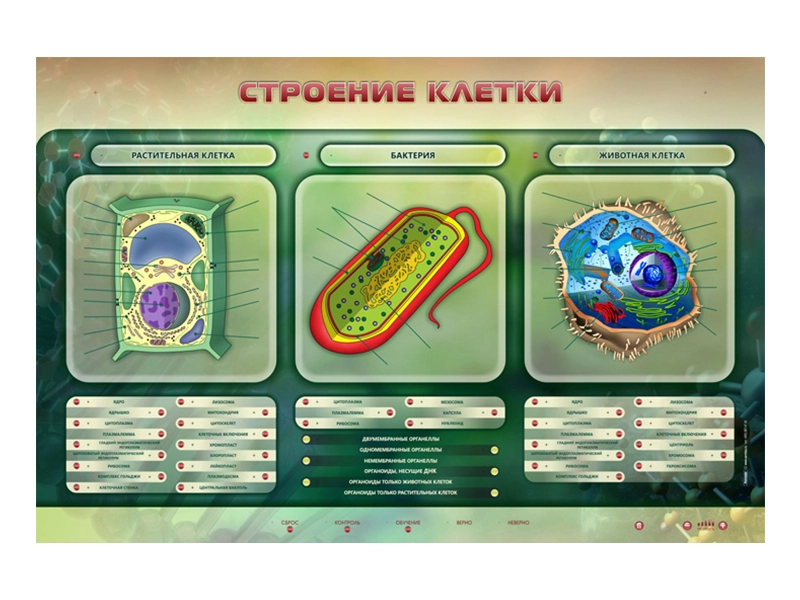 Учебный электрифицированный стенд «Строение клетки» для класса