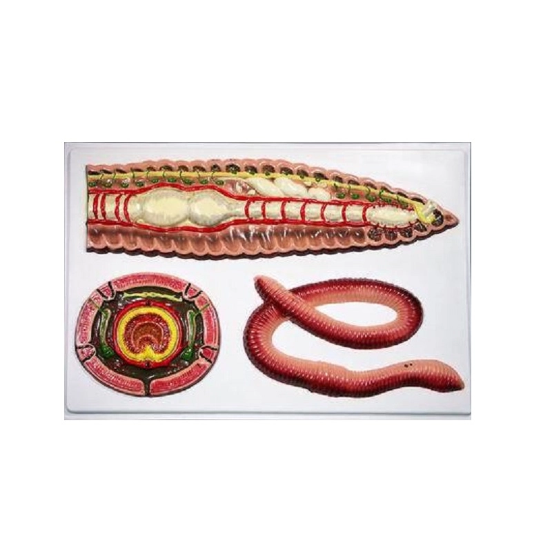 Обучающая барельеф-модель внутреннего строения дождевого червя