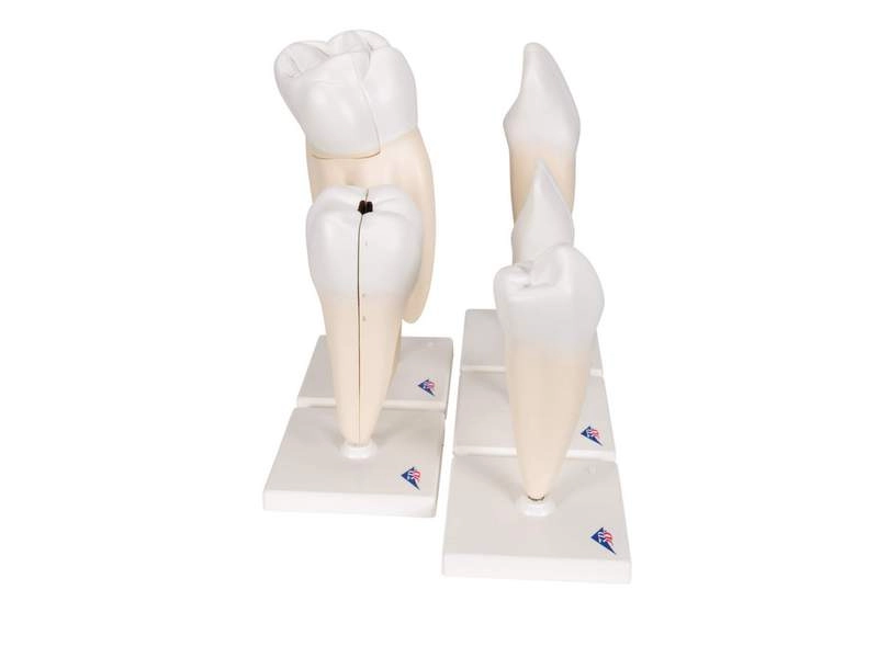 Набор классических моделей зуба