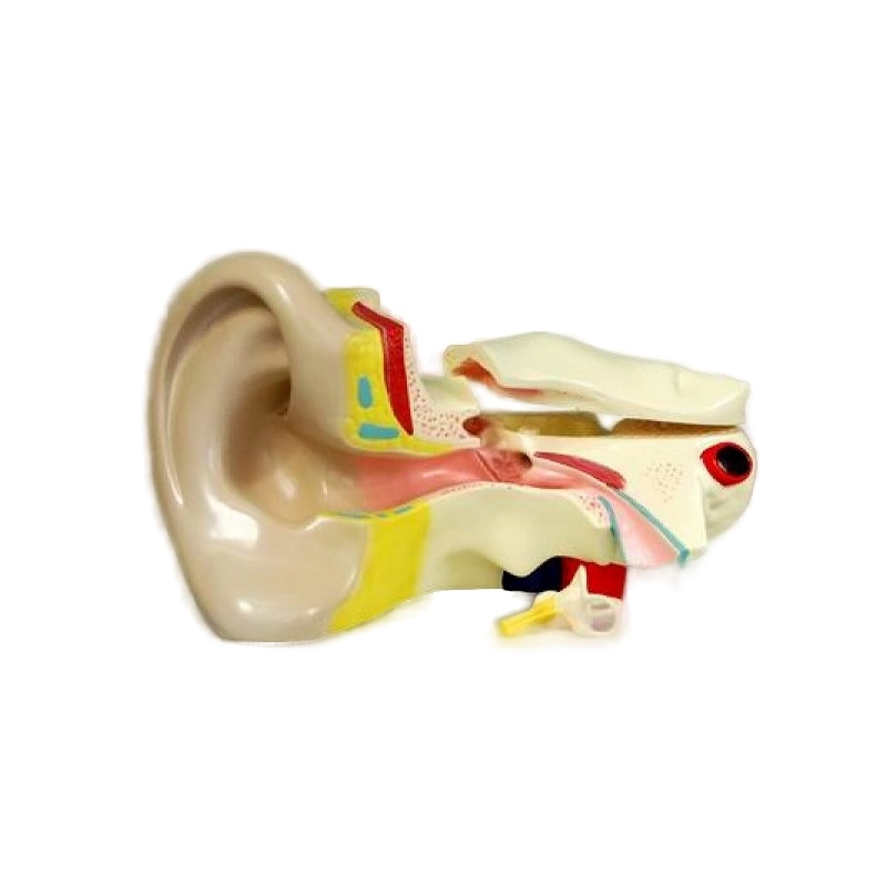 Анатомическая модель уха — увеличенная