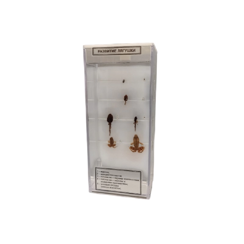 Влажный препарат «Пескожил» (кольчатый червь)