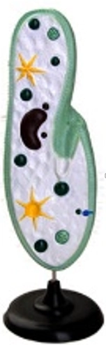 Инфузория-туфелька — настольная модель ЭДГ-8496