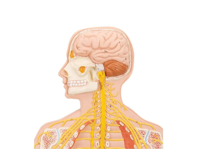 Модель нервной системы