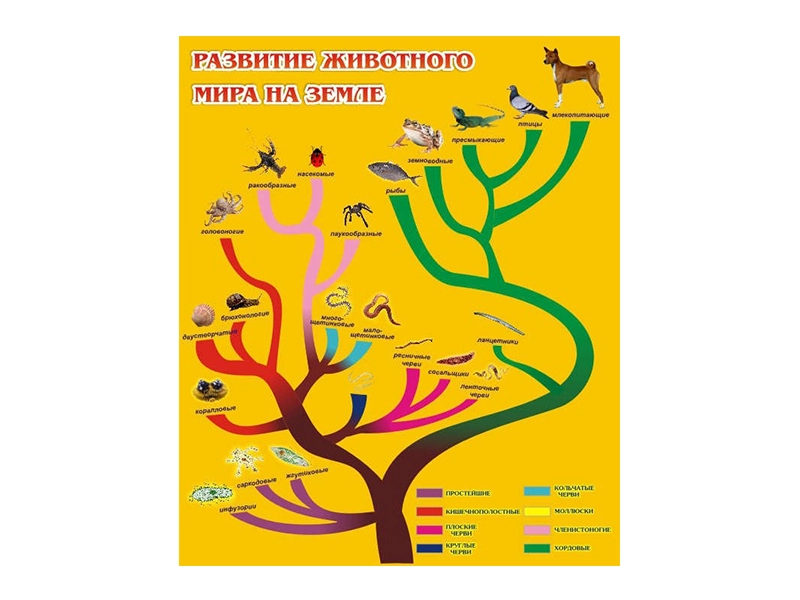 Стенд «Развитие животного мира» для школьного класса