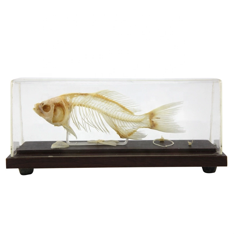 Остеологическая модель скелета костистой рыбы