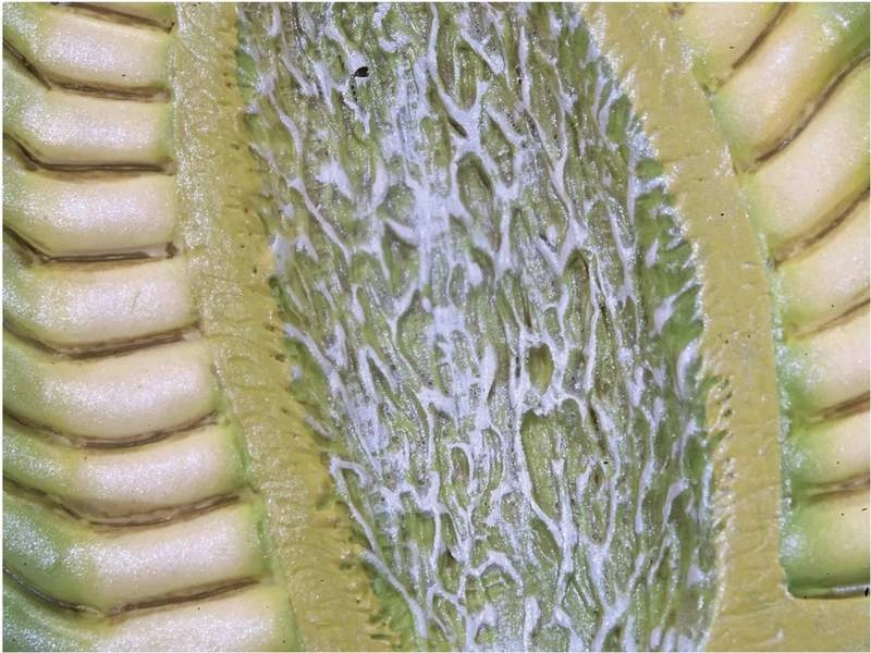 Модель ромашки 70× на подставке