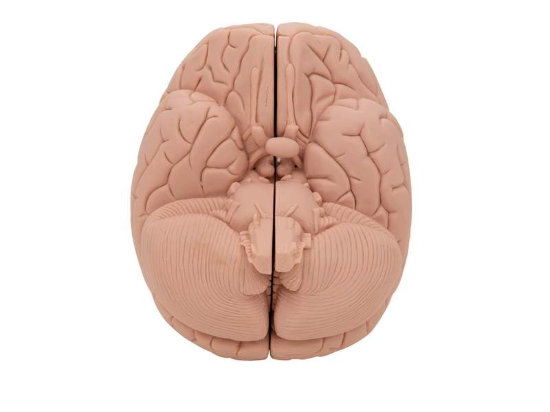 Модель мозга для начального изучения