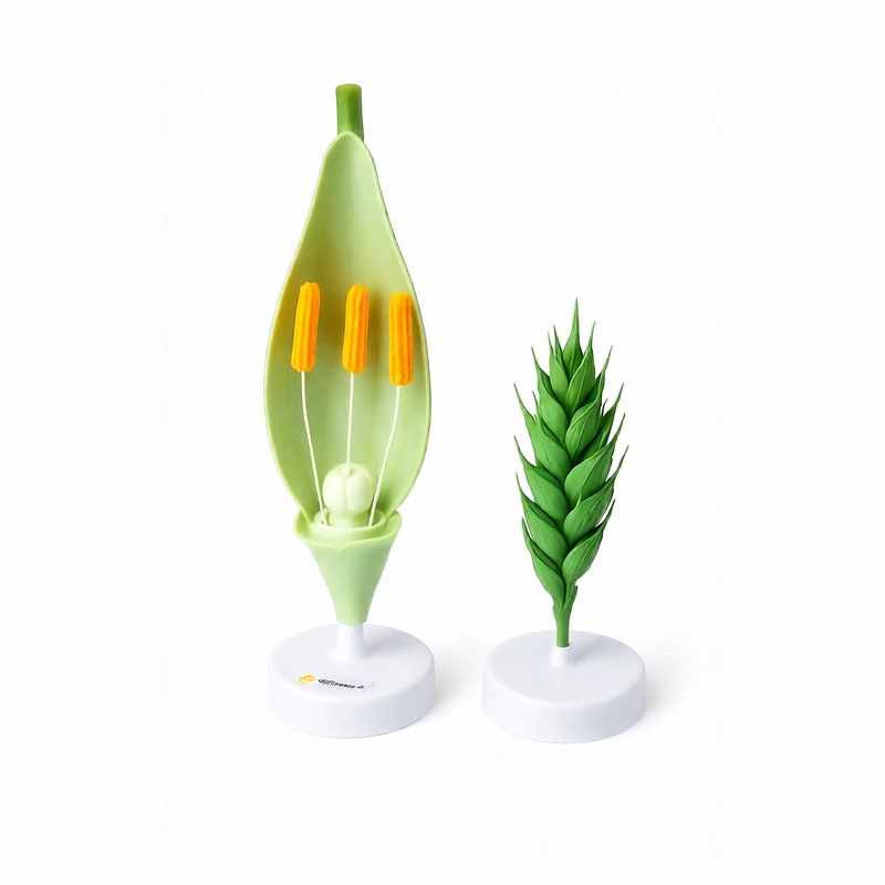 Разборная учебная модель пшеницы ЭДГ-2322