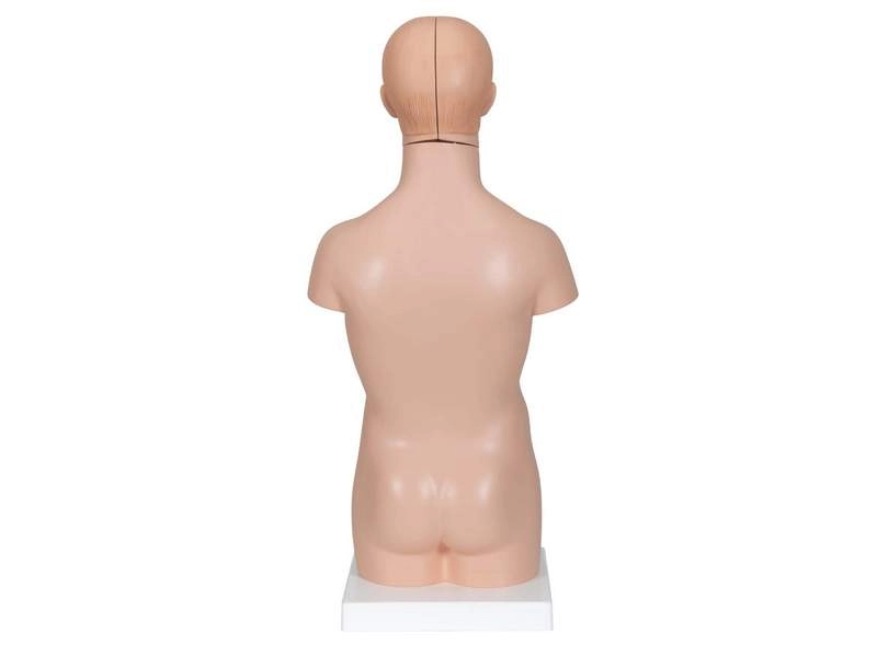 Модель торса человека уменьшенная