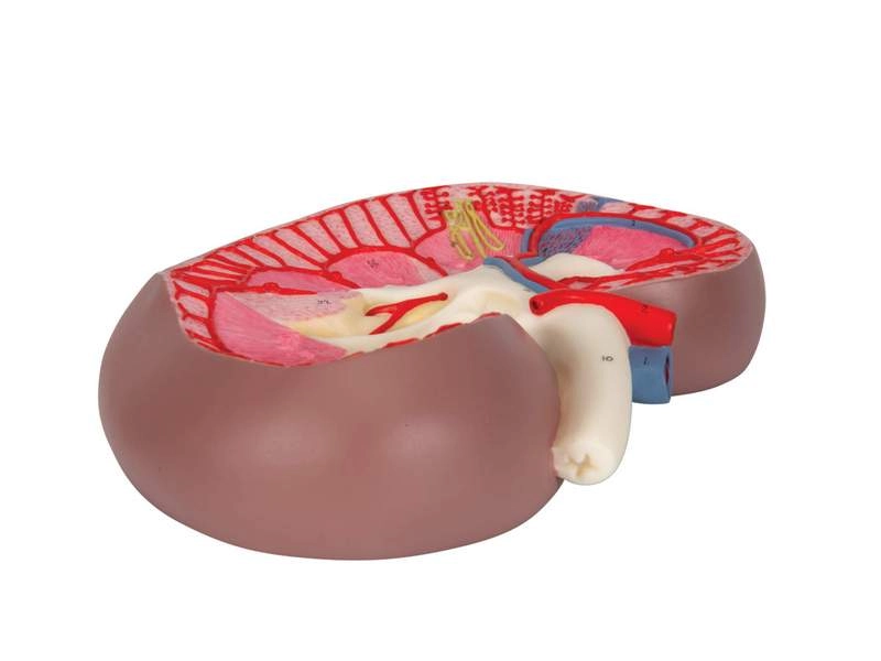 Базовая модель сечения почки