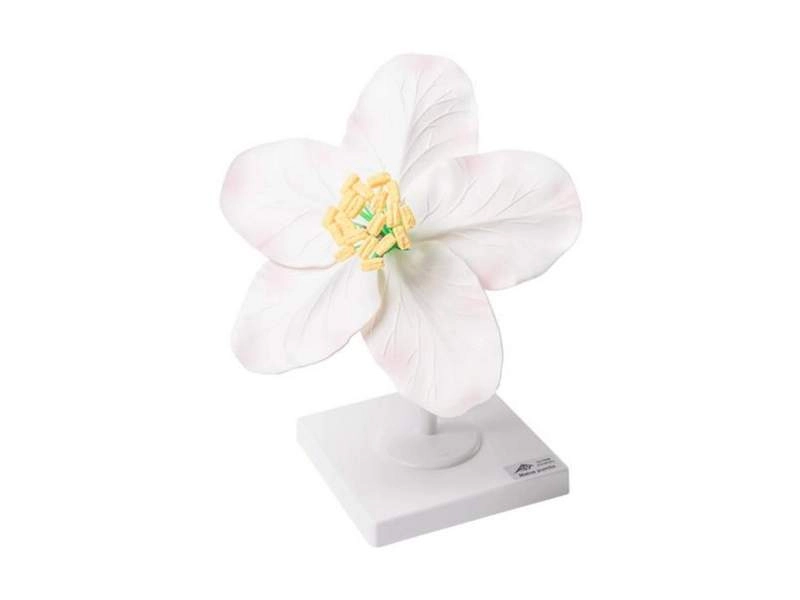 Модель цветка яблони карликовой