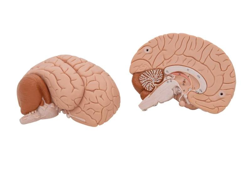 Модель мозга для начального изучения