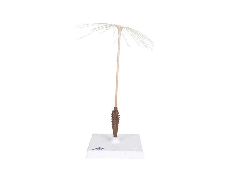 Модель цветка одуванчика 10× соцветие