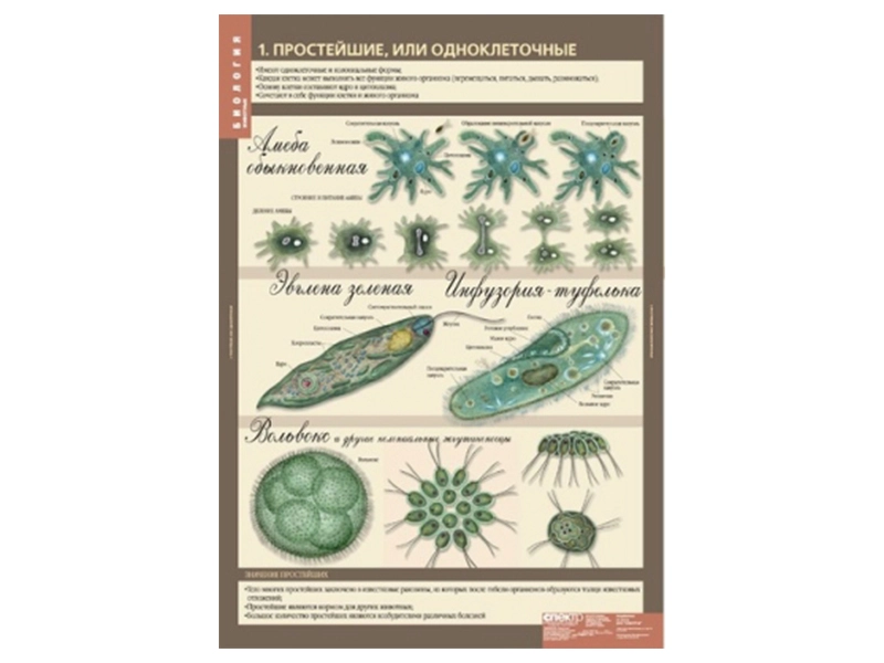 Тематические таблицы по биологии для 7 класса, 68×98 см