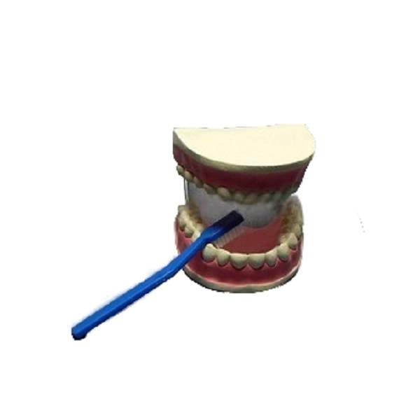 Модель «Уход за зубами» ПРШ-Б166 (увеличенная)