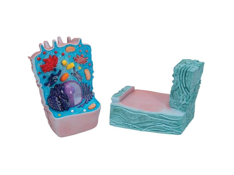 Модель животной клетки 10000×