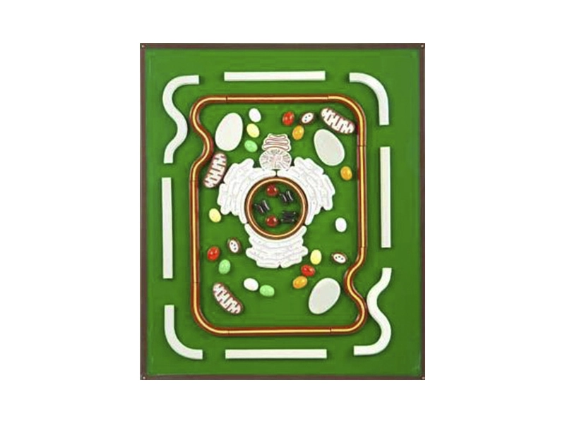 Аппликация-модель «Строение клетки»