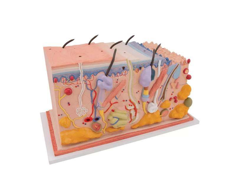 Модель кожи в виде блока