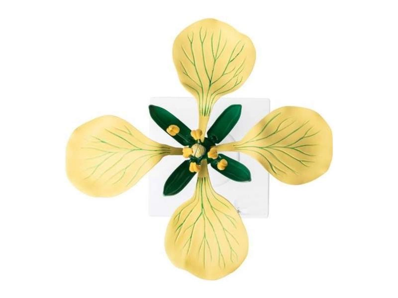 Модель цветка горчицы полевой, 12-кратное увеличение