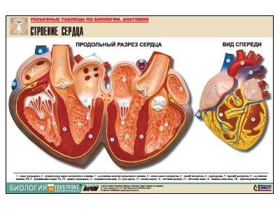 Рельефная таблица Строение сердца, А1