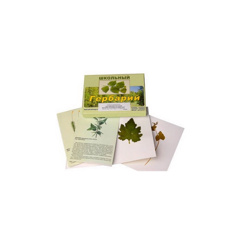 Гербарий «Систематика растений» — 28 гербарных листов