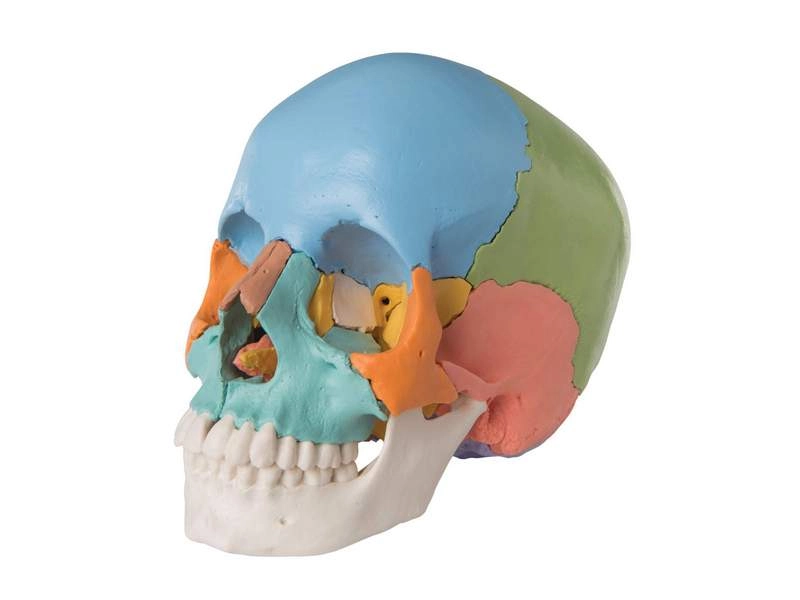 Модель черепа человека, разборная, цветная, 22 части