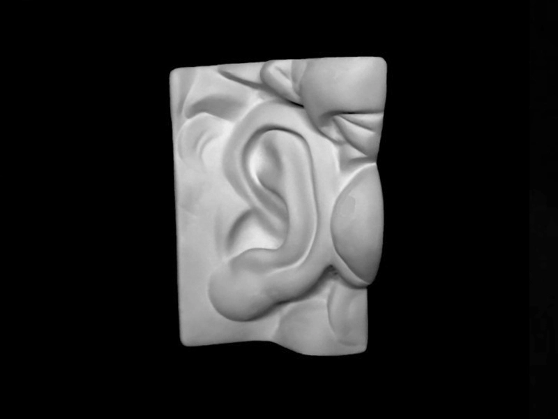 Модель уха Давида из гипса, 185 × 250 × 110 мм