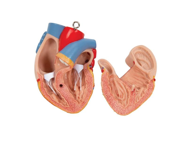 Модель торса человека бесполая