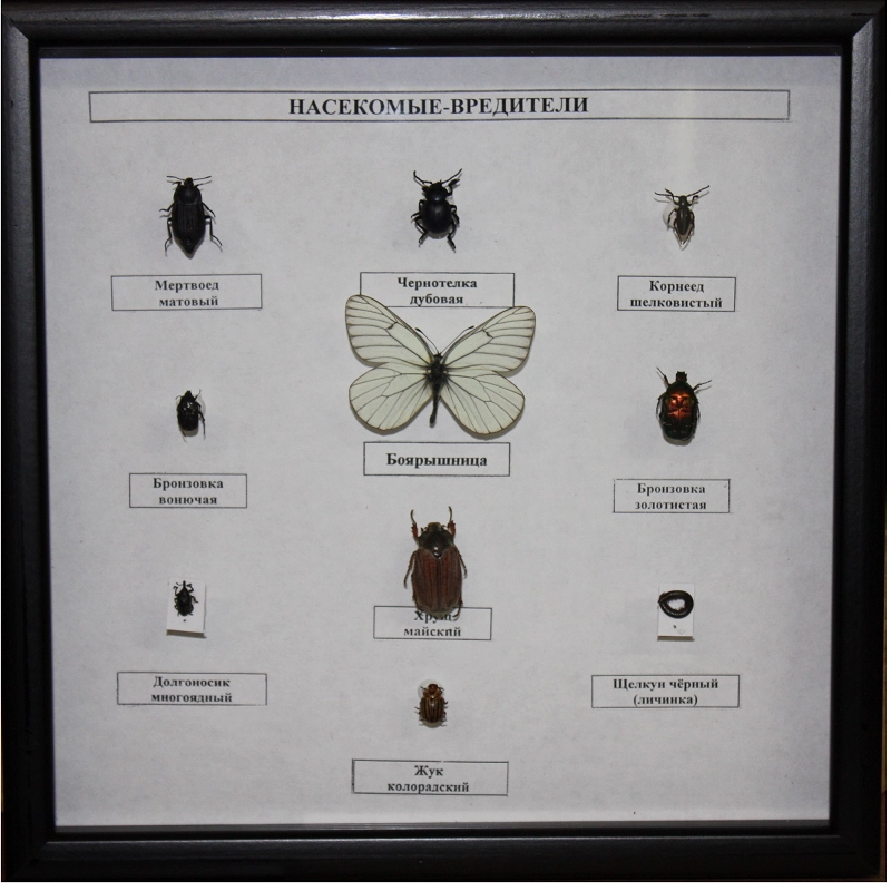 Коллекция «Насекомые‑вредители» для школьного кабинета