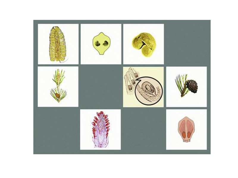 Модель «Размножение сосны» — 9 карточек