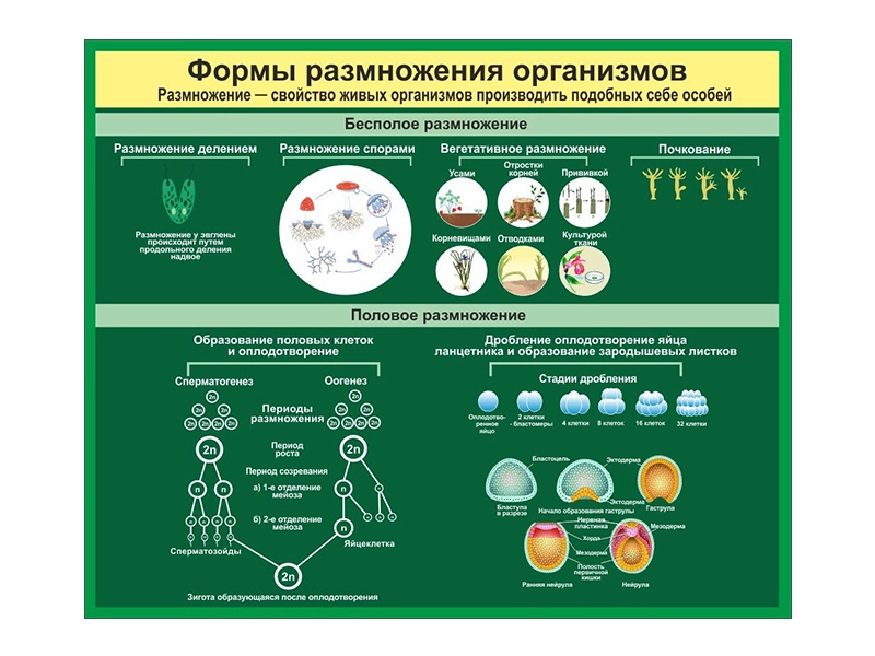 Стенд Формы размножения организмов, без карманов