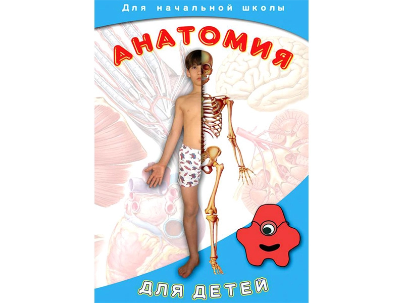 Анатомия для детей — DVD‑пособие ЭДГ-7029