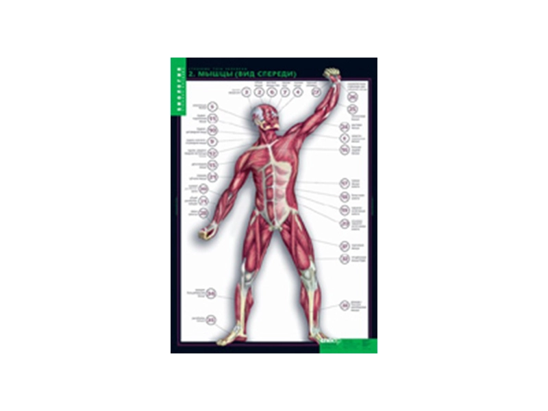 Набор таблиц «Строение тела человека» — 10 плакатов